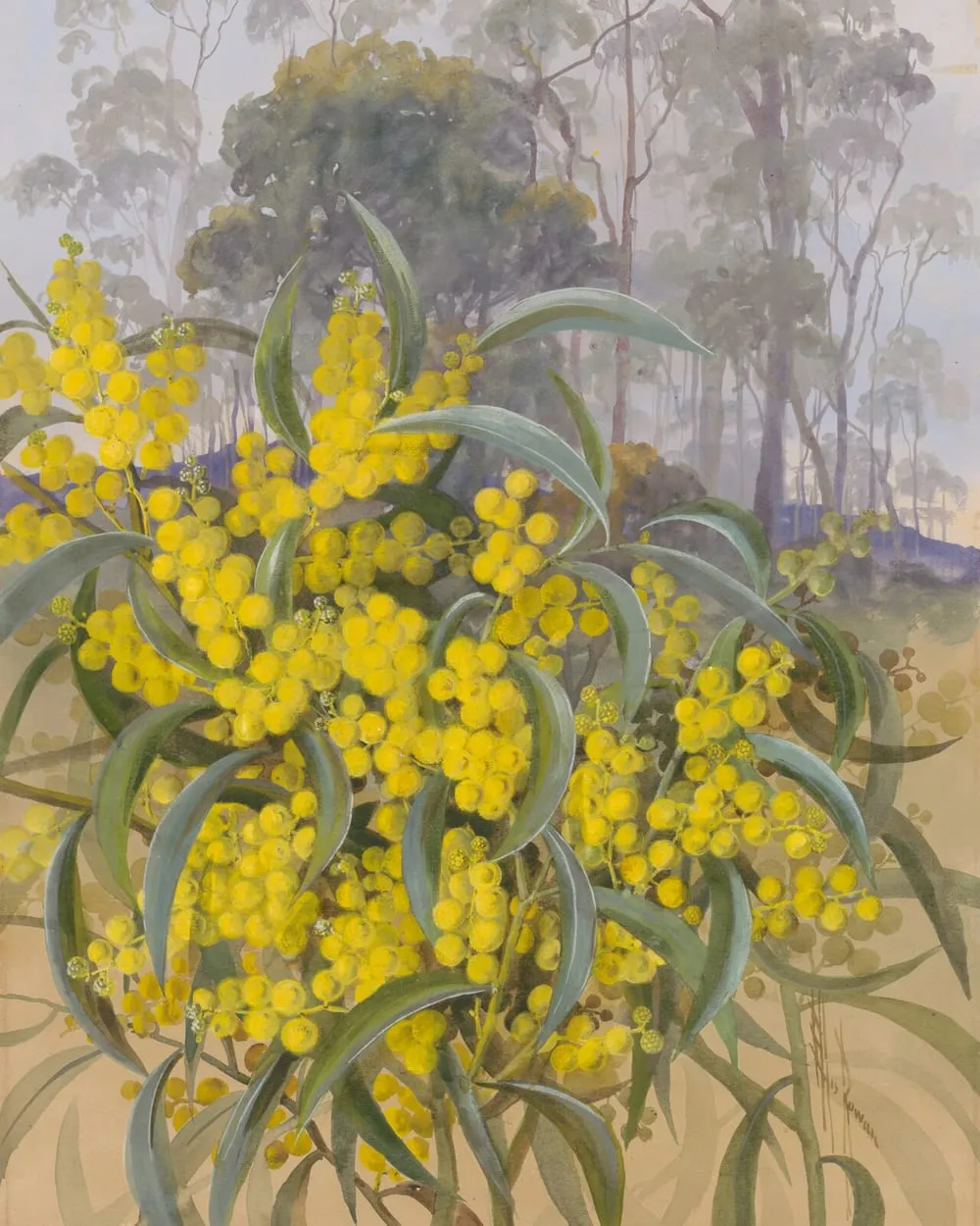 Golden wattle in bloom before a stand of misty gum trees; watercolour by Ellis Rowan